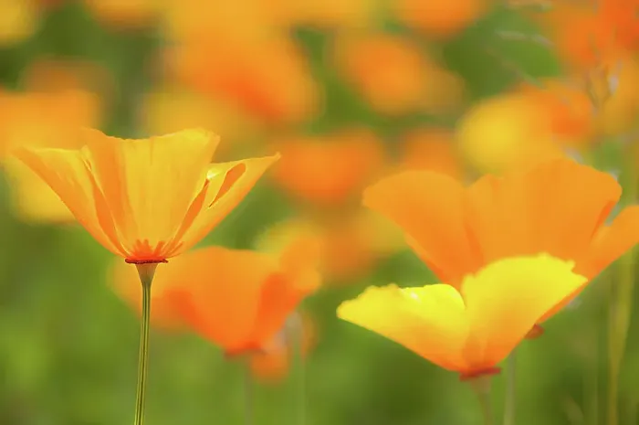 Framed Print : Californian poppy