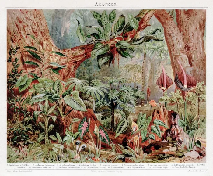 Framed Print : Calla Araceae chromolithograph 1895 Framed Print : Calla Araceae chromolithograph 1895