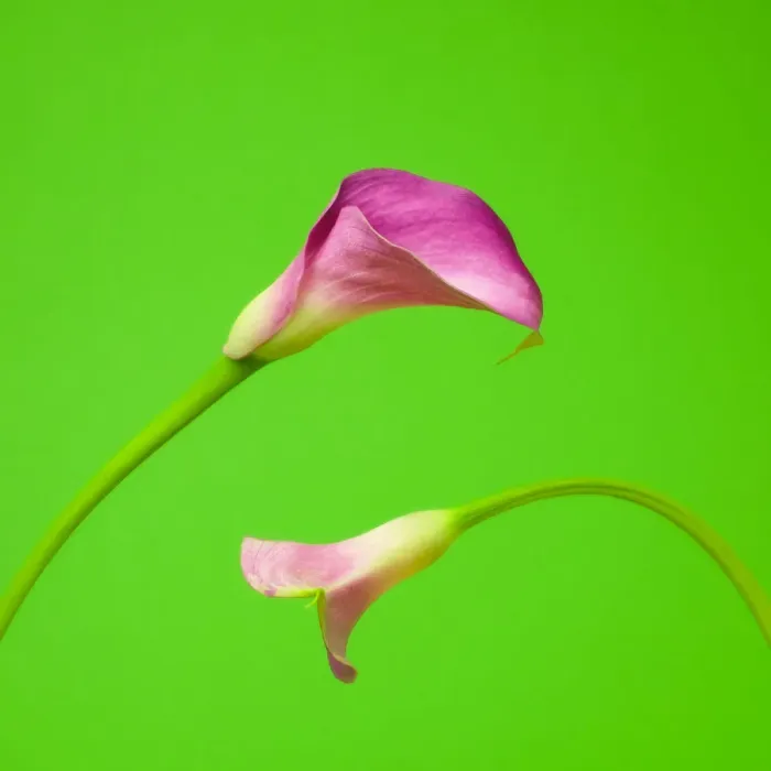 Framed Print : Calla lilies Framed Print : Calla lilies