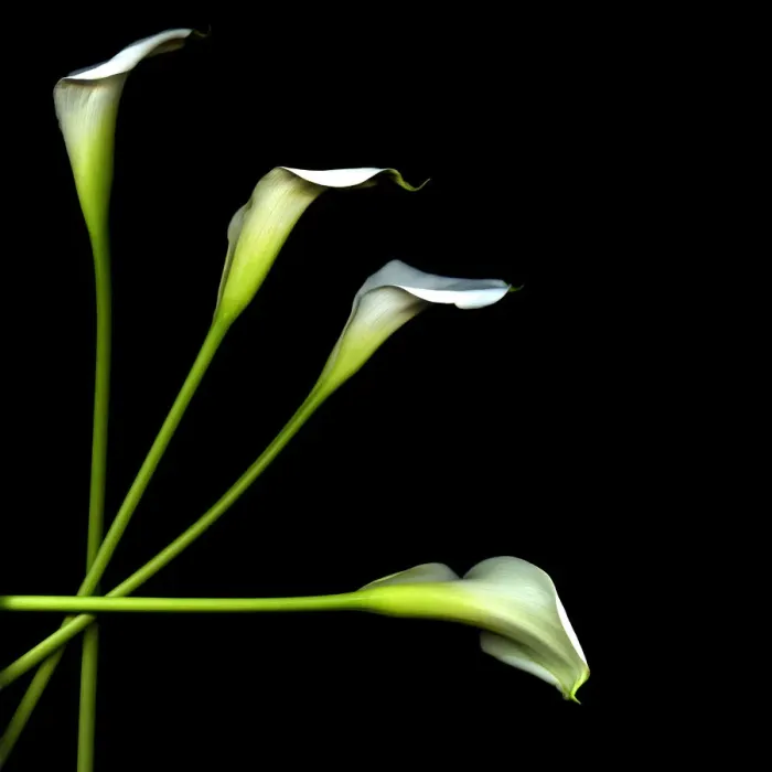 Framed Print : Calla lily Framed Print : Calla lily