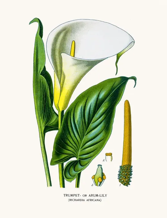 Framed Print : Calla lily