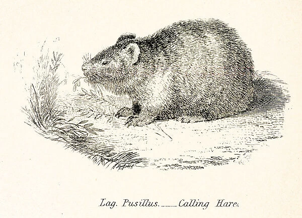 Calling hare engraving 1803