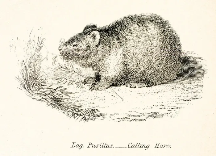 Framed Print : Calling hare engraving 1803 Framed Print : Calling hare engraving 1803
