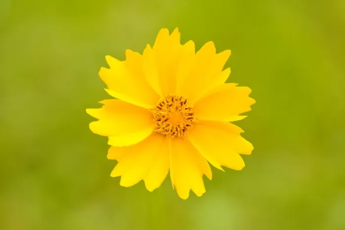 Framed Print : Calliopsis -Coreopsis sp. -, flower, Lower Saxony, Germany Framed Print : Calliopsis -Coreopsis sp. -, flower, Lower Saxony, Germany