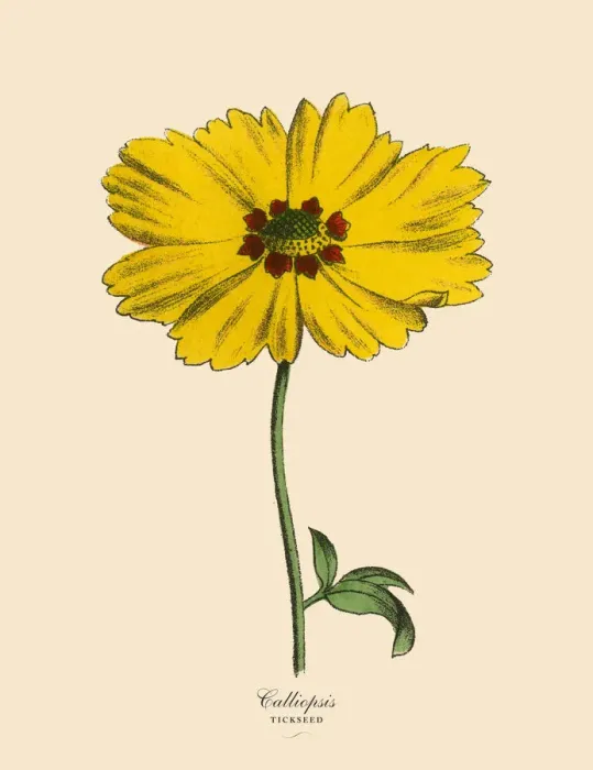 Framed Print : Calliopsis or Tickseed Plant, Victorian Botanical Illustration Framed Print : Calliopsis or Tickseed Plant, Victorian Botanical Illustration