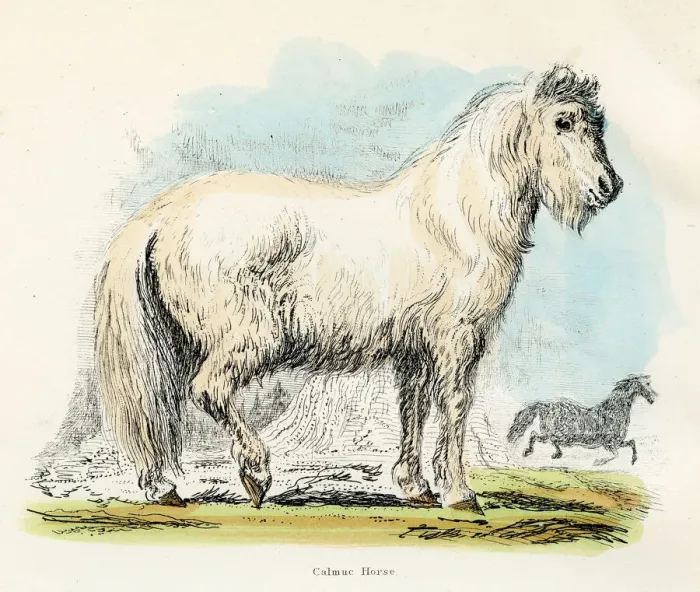 Framed Print : Calmuc horse engraving 1893 Framed Print : Calmuc horse engraving 1893