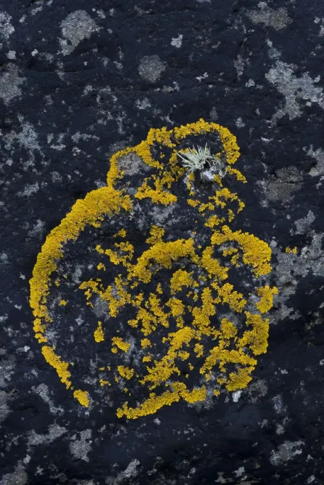 Framed Print : Caloplaca lichen -Caloplaca- on rock, Faroe Islands, Denmark Framed Print : Caloplaca lichen -Caloplaca- on rock, Faroe Islands, Denmark