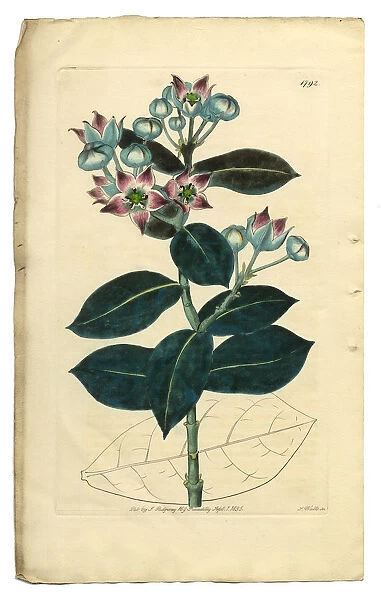 Calotropis Procera Victorian Botanical Illustration, Tall Calotropis, Apocynaceae, 1835