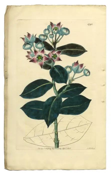 Framed Print : Calotropis Procera Victorian Botanical Illustration, Tall Calotropis, Apocynaceae, 1835 Framed Print : Calotropis Procera Victorian Botanical Illustration, Tall Calotropis, Apocynaceae, 1835