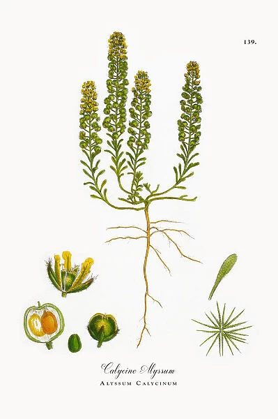 Calycine Alyssum, Alyssum Calycinum, Victorian Botanical Illustration, 1863
