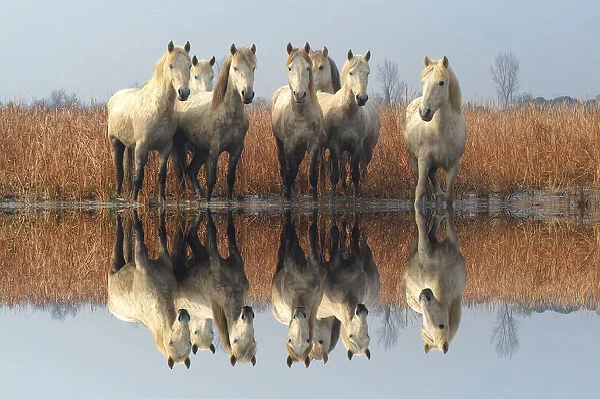 Camargue horses in the marsh, Camargue, Bouches du RhA┼¢ne, France
