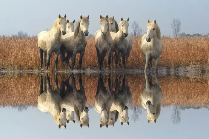 Framed Print : Camargue horses Framed Print : Camargue horses