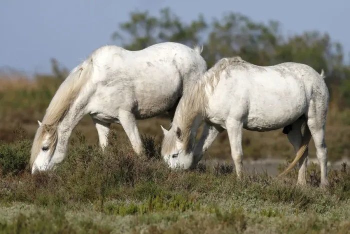 Framed Print : Two Camargue Horses -Equus caballus- eating in a protected area, Camargue, France, Europe Framed Print : Two Camargue Horses -Equus caballus- eating in a protected area, Camargue, France, Europe