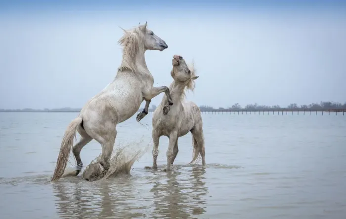 Framed Print : Camargue Horses - Two white Camargue Stallions play flighting in water, Camargue region, France Framed Print : Camargue Horses - Two white Camargue Stallions play flighting in water, Camargue region, France
