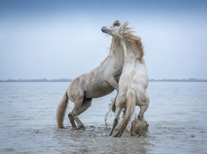 Framed Print : Camargue Horses - Two white Camargue Stallions play flighting in water, Camargue region, France Framed Print : Camargue Horses - Two white Camargue Stallions play flighting in water, Camargue region, France