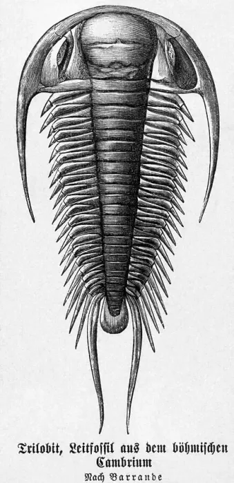Framed Print : Cambrian System Of The Paleozoic Age Framed Print : Cambrian System Of The Paleozoic Age