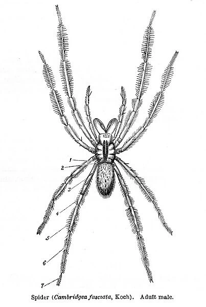 Cambridgea spider engraving 1878