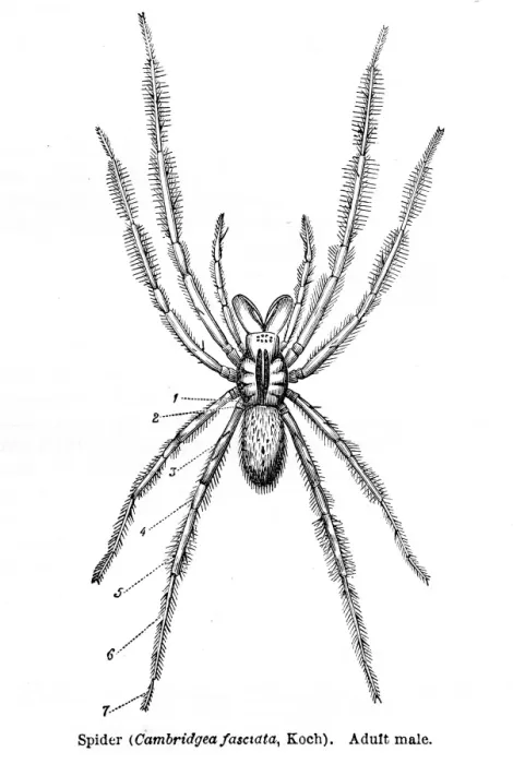 Framed Print : Cambridgea spider engraving 1878 Framed Print : Cambridgea spider engraving 1878