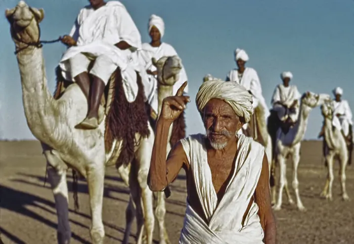 Framed Print : Camel Caravan Framed Print : Camel Caravan