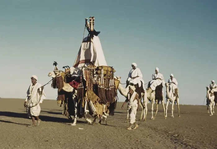 Framed Print : Camel Caravan Framed Print : Camel Caravan
