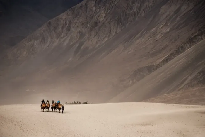 Framed Print : Camel caravan at Nubra sand dunes, India Framed Print : Camel caravan at Nubra sand dunes, India