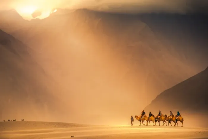Framed Print : Camel caravan at Nubra valley Framed Print : Camel caravan at Nubra valley