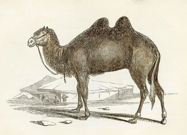 Camel engraving 1851