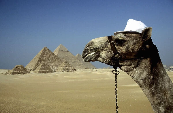 Camel and the Great Pyramids of Giza