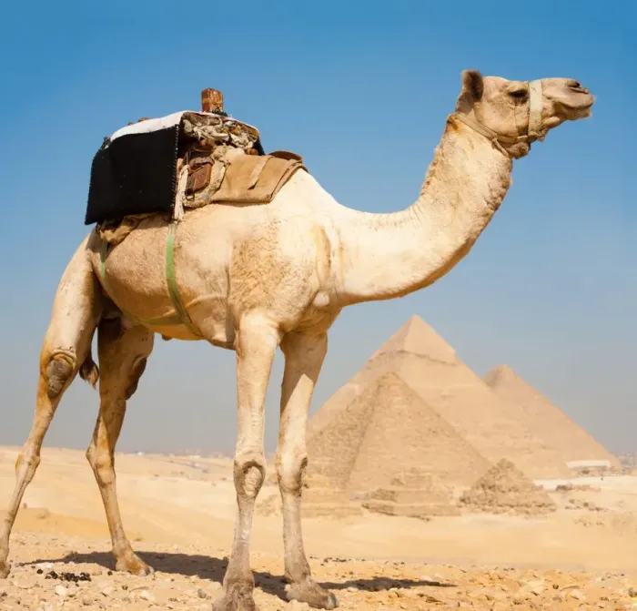 Framed Print : Camel Pyramids Giza All Together Framed Print : Camel Pyramids Giza All Together