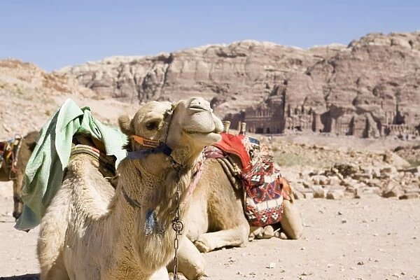 Camel in Front of Rock Formations at World Heritage Site. Dubai, United Arab Emirates