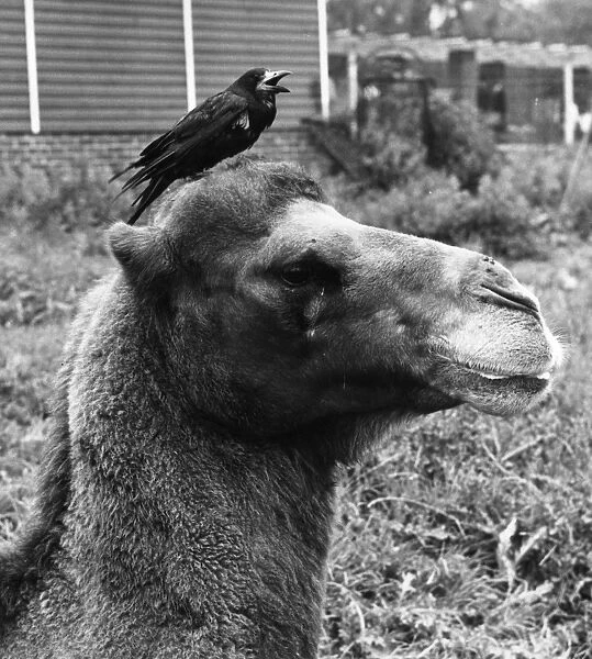 Camel And Rook