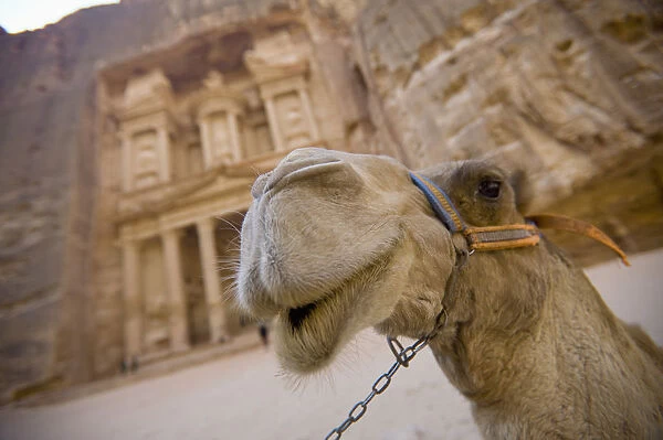 A Camel Stands In Front Of The Treasury In The Nabatean City