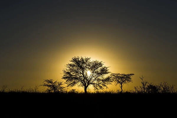 Camel Thorn Acacia Trees at sunset, Kgalagadi Tranfrontier Park, Northern Cape, South Africa