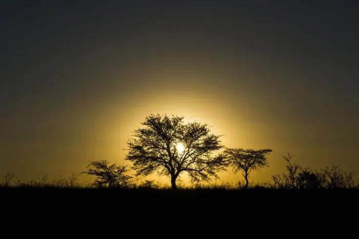 Framed Print : Camel Thorn Acacia Trees at sunset, Kgalagadi Tranfrontier Park, Northern Cape, South Africa Framed Print : Camel Thorn Acacia Trees at sunset, Kgalagadi Tranfrontier Park, Northern Cape, South Africa