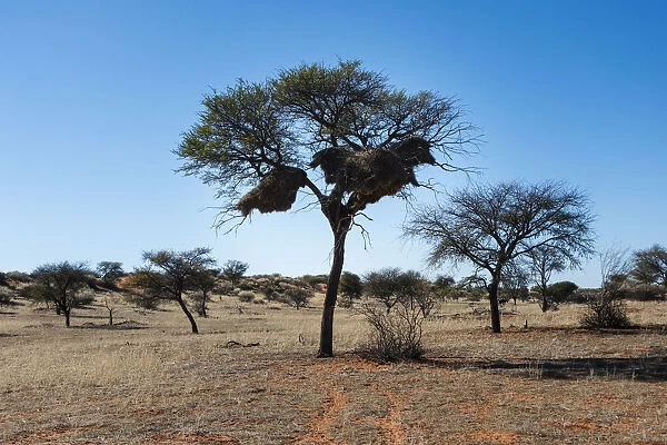 Camel Thorn Tree -Acacia erioloba- with nests of the Sociable Weaver -Philetairus socius-, Kalahari Desert, Namibia