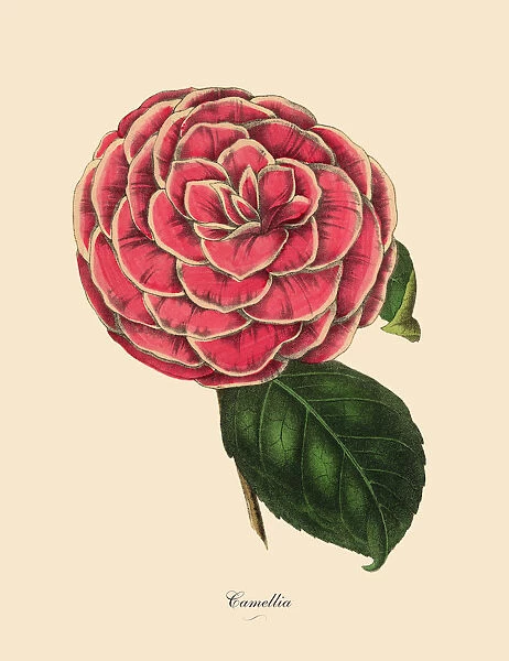 Camellia, Pink Camellia Plant, Victorian Botanical Illustration