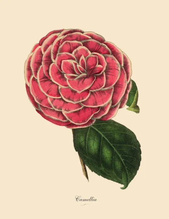 Framed Print : Camellia, Pink Camellia Plant, Victorian Botanical Illustration Framed Print : Camellia, Pink Camellia Plant, Victorian Botanical Illustration