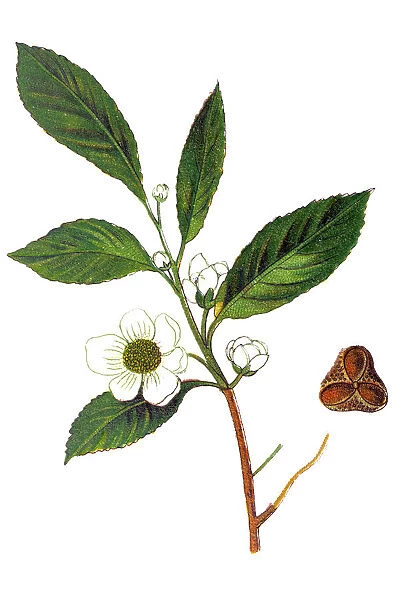 Camellia sinensis (tea plant, tea shrub, tea tree)