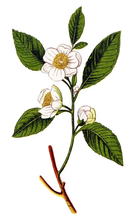Framed Print : Camellia sinensis (tea plant, tea shrub, tea tree) Framed Print : Camellia sinensis (tea plant, tea shrub, tea tree)