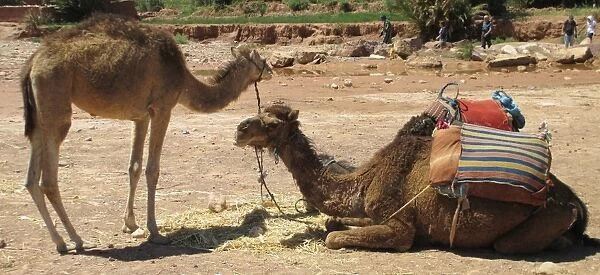 Camels at aOt Benhaddou (aOt Ben Haddou, Morocco)