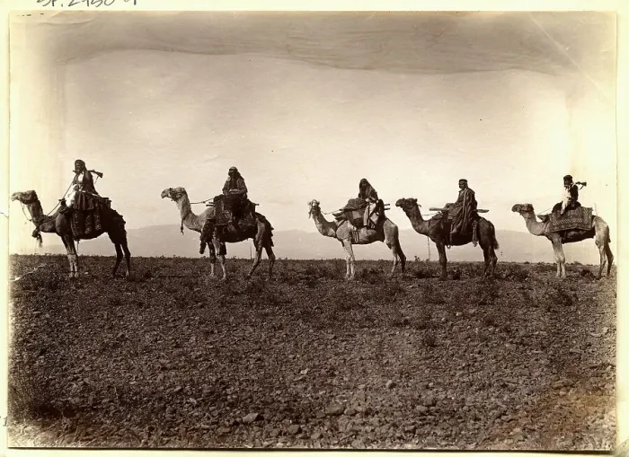 Framed Print : Camels in Caravan Line