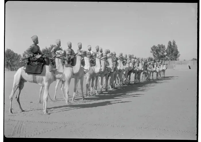 Framed Print : Camels and Corpsmen in Formation Framed Print : Camels and Corpsmen in Formation