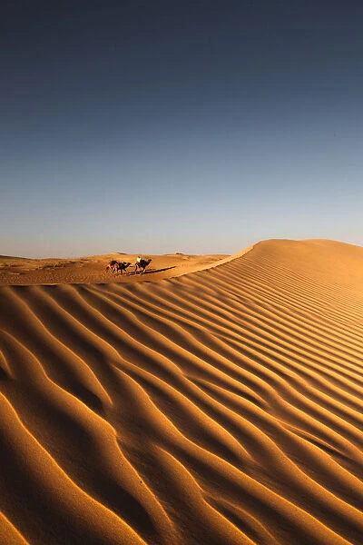 Camels in the Dubai desert