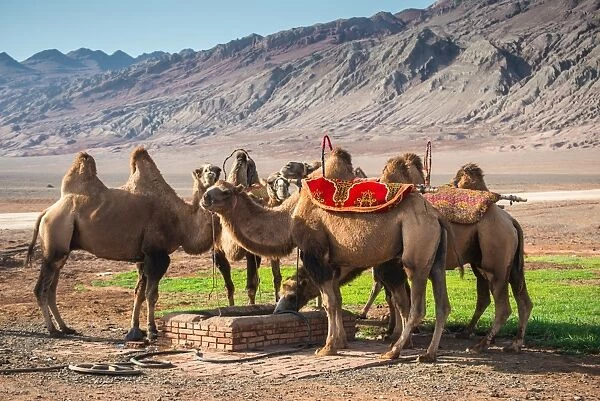 Camels at the Flaming Mountains