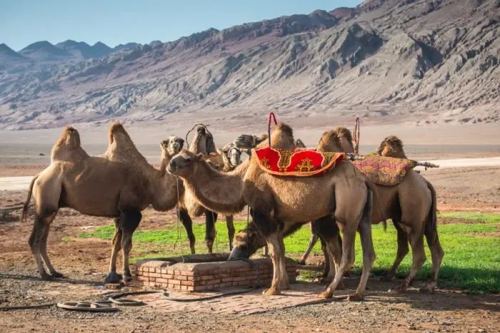 Framed Print : Camels at the Flaming Mountains Framed Print : Camels at the Flaming Mountains