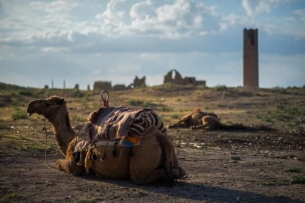 Camels and ruins of Harrans university