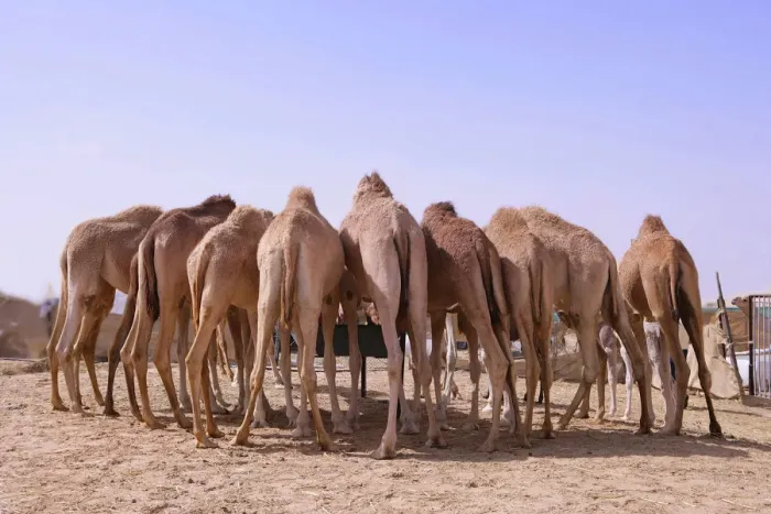 Framed Print : Eight camels standing at a watering place, seen from behind, desert near Abu Dhabi, United Arab Emirates, Middle East, Asia