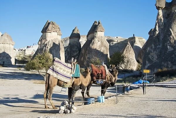 Camels with a Turkish rug on its back, Cappadochia