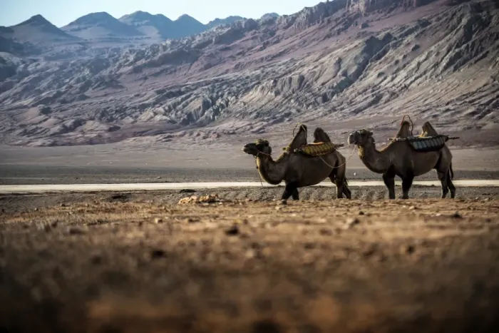 Framed Print : Camels at Xinjiang, china Framed Print : Camels at Xinjiang, china