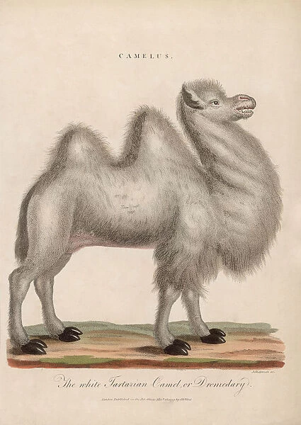 Camelus. The white Tartarian Camel or dromedary, circa 1799
